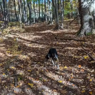 Tails n' Trails Dog Park - Saugatuck, MI