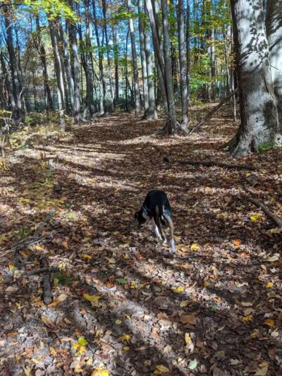 Tails n' Trails Dog Park - Saugatuck, MI