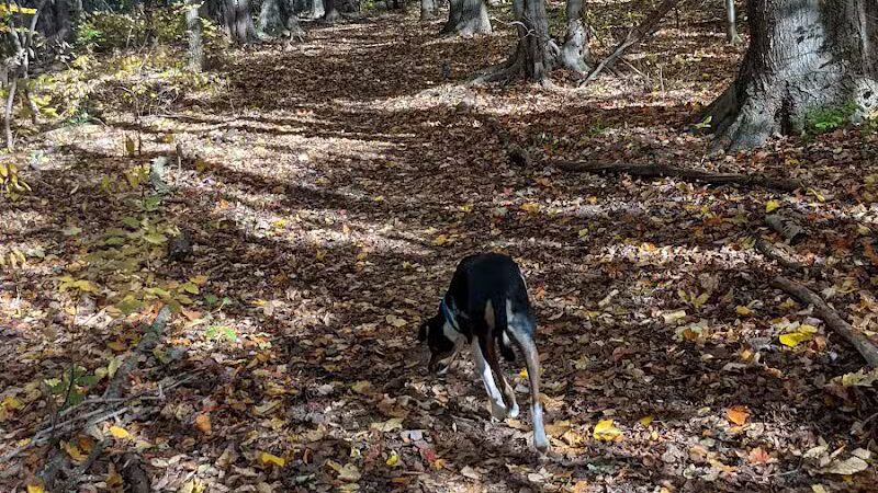 Tails n' Trails Dog Park - Saugatuck, MI