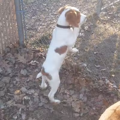 Tails n' Trails Dog Park - Saugatuck, MI