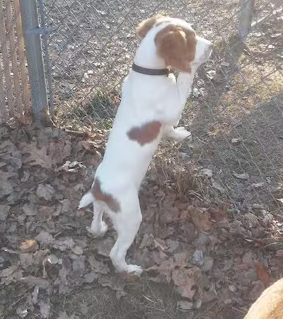 Tails n' Trails Dog Park - Saugatuck, MI