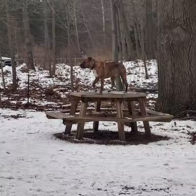 Tails n' Trails Dog Park - Saugatuck, MI
