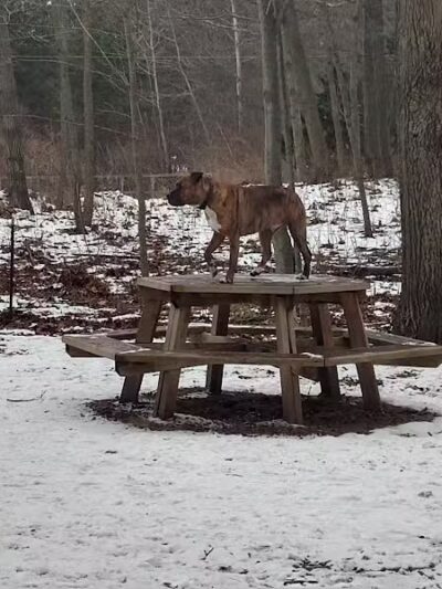 Tails n' Trails Dog Park - Saugatuck, MI