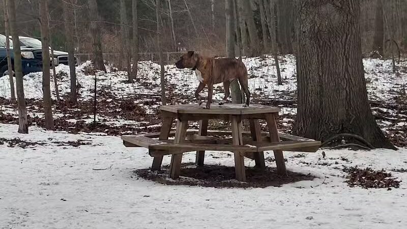 Tails n' Trails Dog Park - Saugatuck, MI