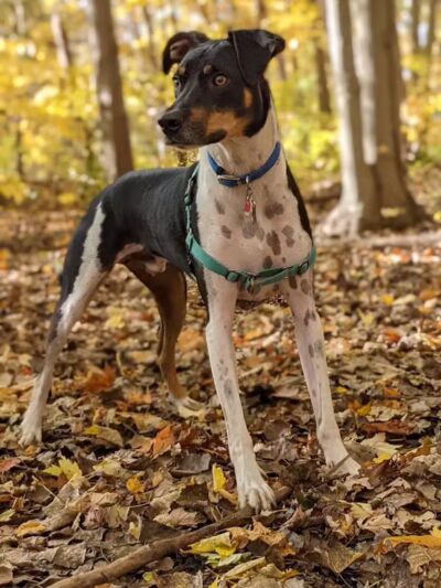 Tails n' Trails Dog Park - Saugatuck, MI
