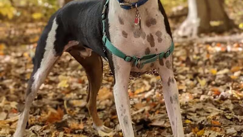 Tails n' Trails Dog Park - Saugatuck, MI