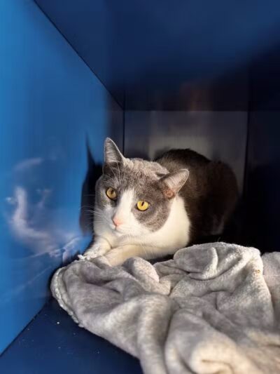 Chippewa County Animal Control & Dog Park - Sault Ste. Marie, MI