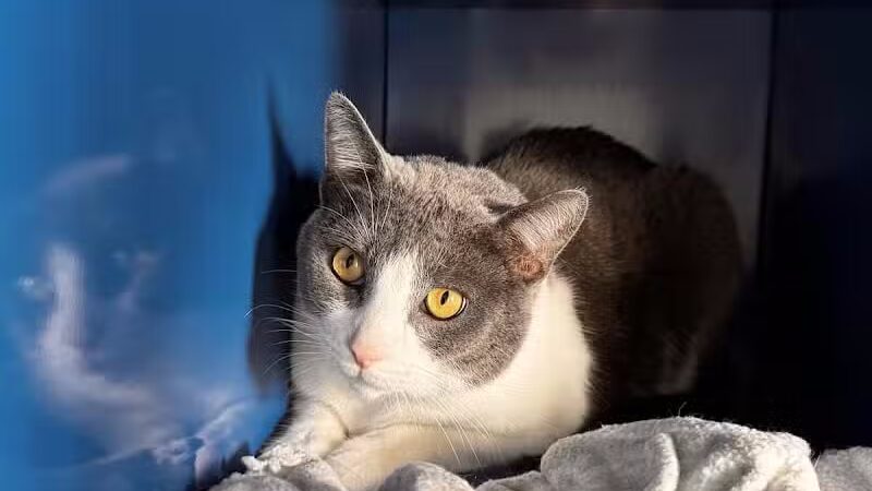 Chippewa County Animal Control & Dog Park - Sault Ste. Marie, MI