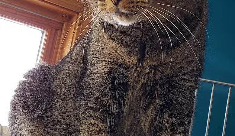 Chippewa County Animal Control & Dog Park - Sault Ste. Marie, MI