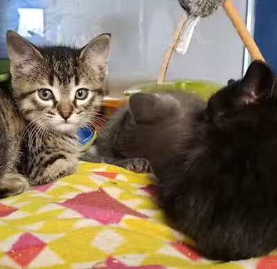 Chippewa County Animal Control & Dog Park - Sault Ste. Marie, MI