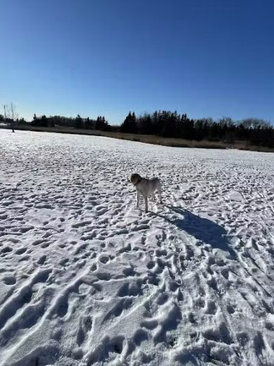 Chippewa County Animal Control & Dog Park - Sault Ste. Marie, MI
