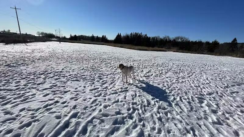 Chippewa County Animal Control & Dog Park - Sault Ste. Marie, MI