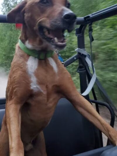 Chippewa County Animal Control & Dog Park - Sault Ste. Marie, MI