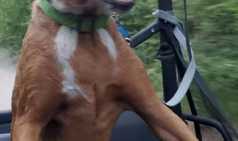 Chippewa County Animal Control & Dog Park - Sault Ste. Marie, MI