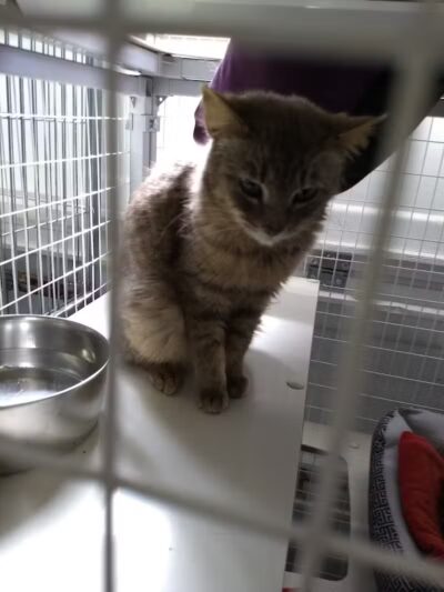 Chippewa County Animal Control & Dog Park - Sault Ste. Marie, MI