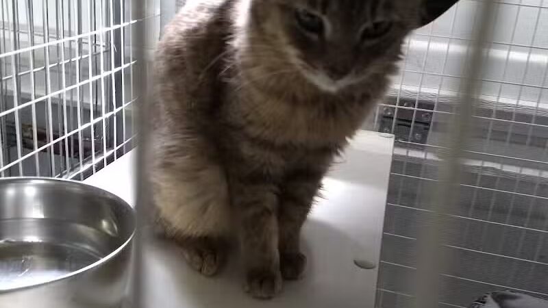 Chippewa County Animal Control & Dog Park - Sault Ste. Marie, MI