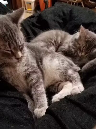 Chippewa County Animal Control & Dog Park - Sault Ste. Marie, MI