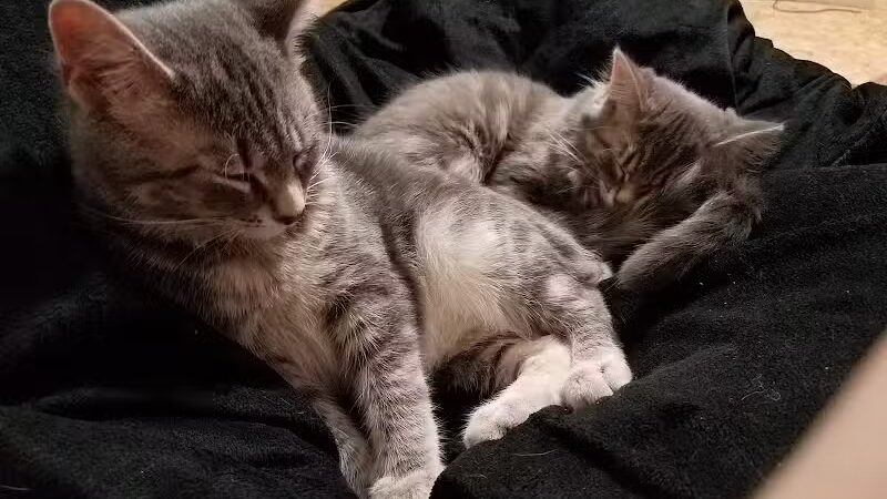 Chippewa County Animal Control & Dog Park - Sault Ste. Marie, MI