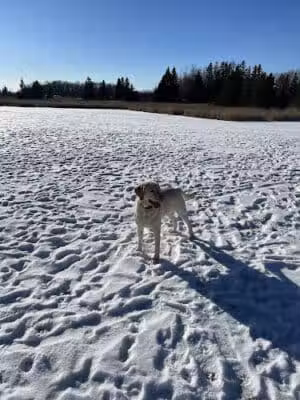 Chippewa County Animal Control & Dog Park - Sault Ste. Marie, MI