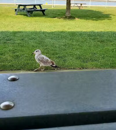 St Marys Falls Park - Sault Ste. Marie, MI