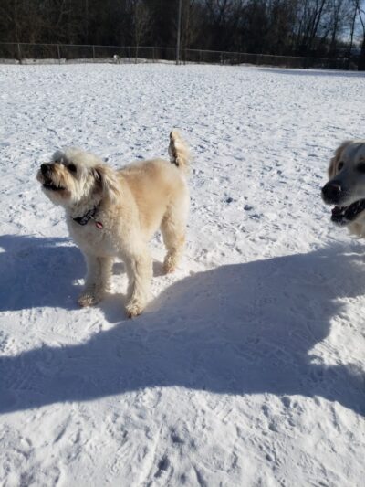 Savage Dog Park - Savage, MN