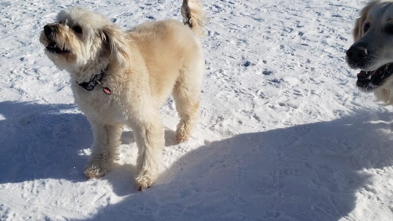Savage Dog Park - Savage, MN