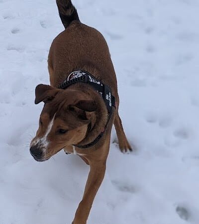 Savage Dog Park - Savage, MN