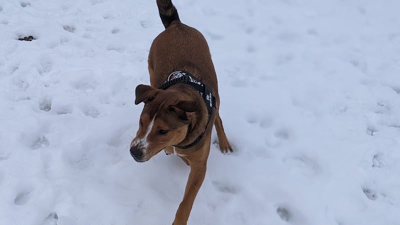 Savage Dog Park - Savage, MN