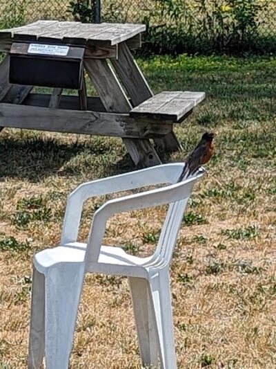 Savage Dog Park - Savage, MN