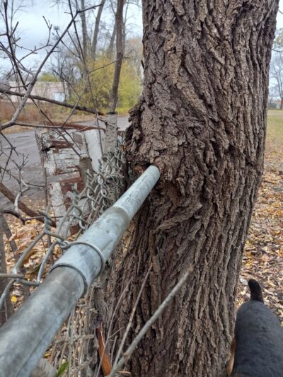 Savage Dog Park - Savage, MN