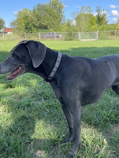 Savage Dog Park - Savage, MN