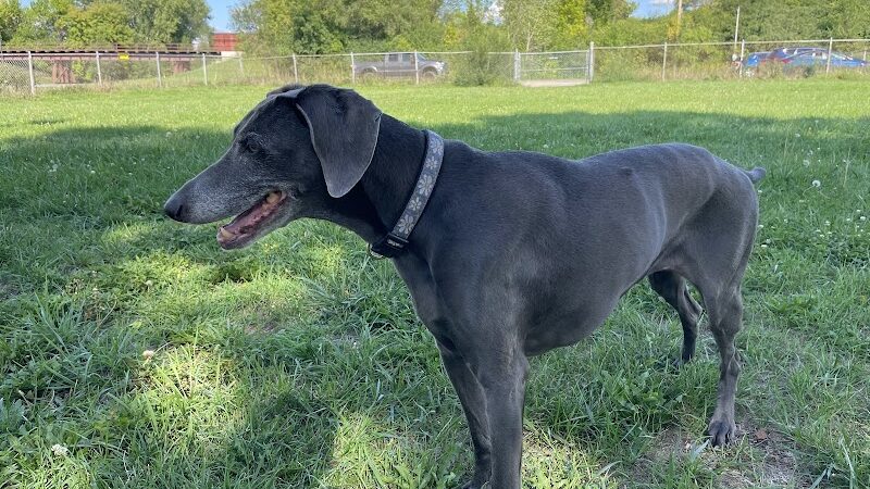Savage Dog Park - Savage, MN