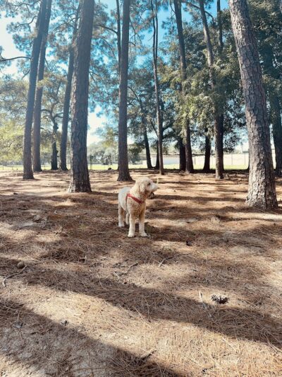 Herty Pines Dog Park - Savannah, GA
