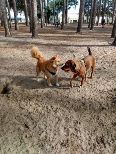 Herty Pines Dog Park - Savannah, GA