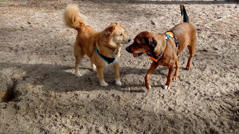 Herty Pines Dog Park - Savannah, GA