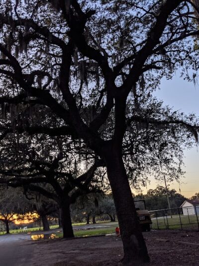 Herty Pines Dog Park - Savannah, GA