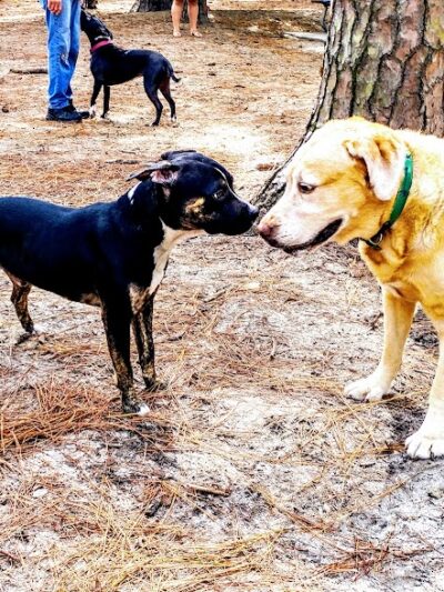 Herty Pines Dog Park - Savannah, GA