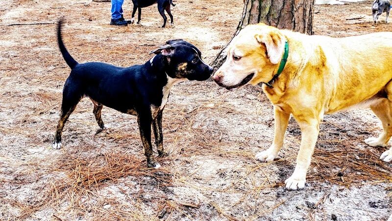 Herty Pines Dog Park - Savannah, GA