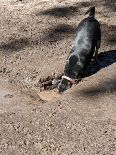 Herty Pines Dog Park - Savannah, GA