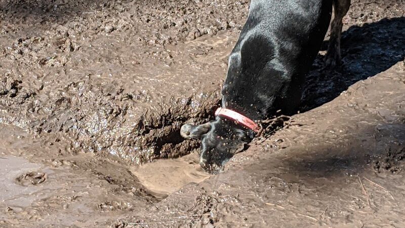 Herty Pines Dog Park - Savannah, GA