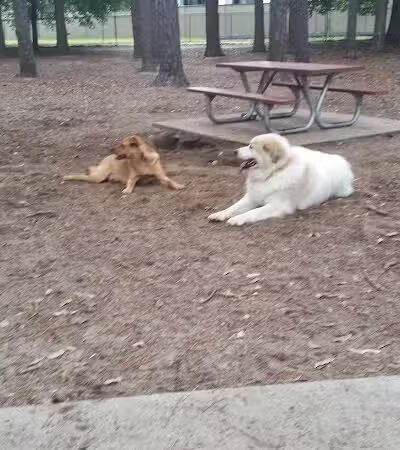 Herty Pines Dog Park - Savannah, GA