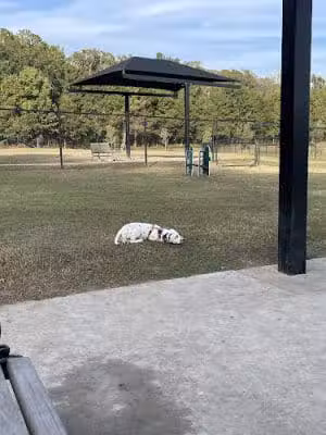 Mohawk Dog Park - Savannah, GA
