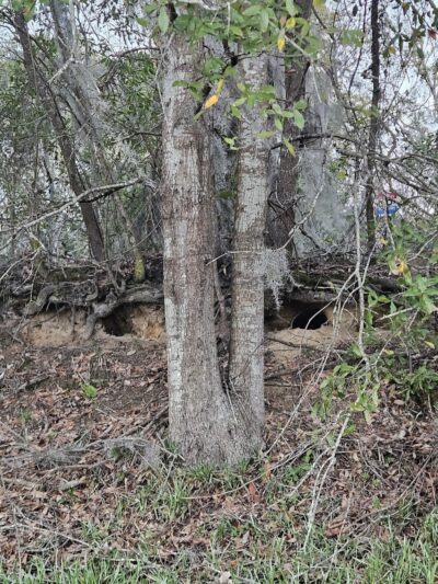 Mohawk Dog Park - Savannah, GA
