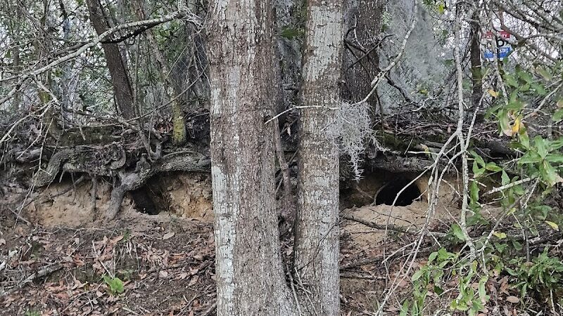 Mohawk Dog Park - Savannah, GA