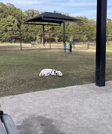 Mohawk Dog Park - Savannah, GA