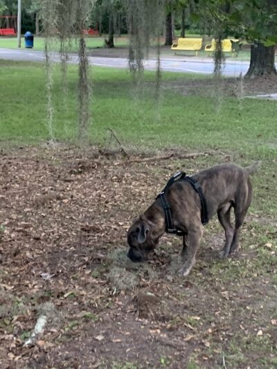 Windsor Forest Dog Park - Savannah, GA