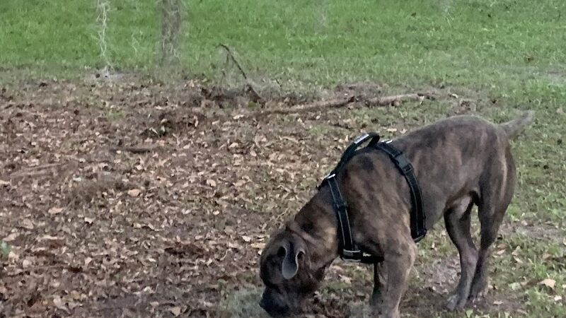 Windsor Forest Dog Park - Savannah, GA