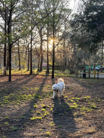 Windsor Forest Dog Park - Savannah, GA
