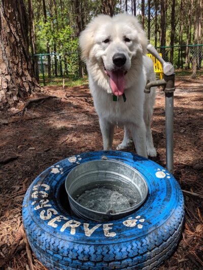 Windsor Forest Dog Park - Savannah, GA