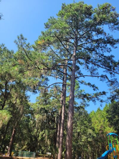 Windsor Forest Dog Park - Savannah, GA